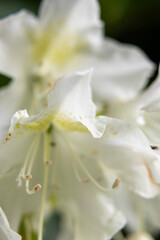 Wall Mural - white flower close up