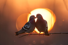  Two Pigeons Sharing A Sunset Moment A Pair Of L,
Two Birds Kissing On A Sunset Background With The Sun Behind Them
