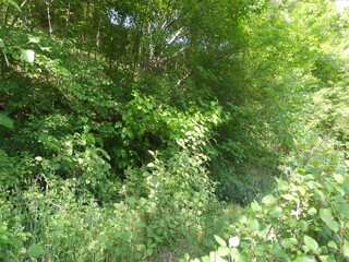 green trees in the summer