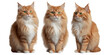 © Марина Ризниченко - Charming ginger cat from different angles, studio shooting. Red, fluffy cat without background. Made by AI