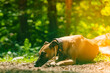 Dog greyhound is resting outdoors. Spanish galgo.