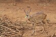 A young axis deer eats grass on dry land at a zoo