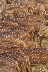 Wall Mural - An axis deer is watching the surroundings from the crowd while eating grass at a zoo