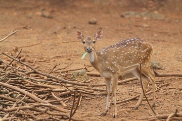 Wall Mural - A young axis deer eats grass on dry land at a zoo