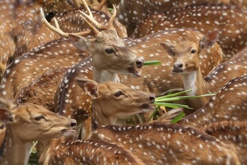 Wall Mural - Axis deer are huddled together eating grass in a zoo