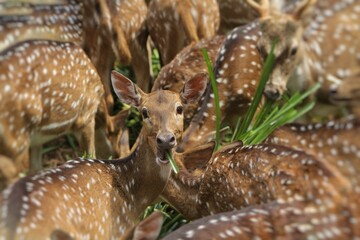 Wall Mural - An axis deer stares at the camera in the crowd