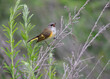 American Redstart singing on perch