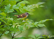 American Redstart on green foliage