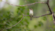 flycatcher on branch