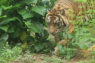 Wall Mural - a Sumatran tiger walks out of the thicket at noon