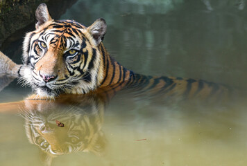 Wall Mural - Sumatra Tiger Reflection of the bank of the river