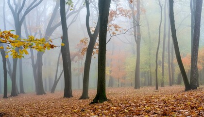 Wall Mural - forest shrouded in morning fog in autumn foliage