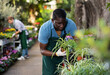 Focused adult african american worker of gardening store arranging chlorophytum plants with variegated leaves in pots displayed for sale on counter