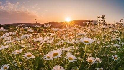 Wall Mural - beautiful sun drenched spring summer meadow natural colorful panoramic landscape with many wild flowers of daisies against bright orange sun in sunset sky