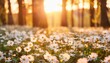 beautiful happy peaceful field early autumn season meadow nature sunset bloom white yellow daisy flowers sun rays beams closeup blur bokeh woodland forest nature idyllic panoramic floral landscape