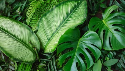 Wall Mural - green leaves of tropical plants bush monstera palm fern rubber plant pine birds nest fern foliage floral arrangement nature frame backdrop