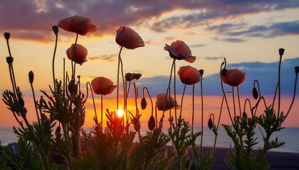 Wall Mural - poppies against the sunset sky