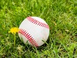 Close-up of a baseball and a yellow dandelion in grass