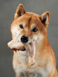Shiba Inu enjoys a treat, studio shot. A focused dog holds a bone, eyes glinting with satisfaction against a grey backdrop