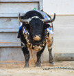 strong bull with big horns in a traditional spectacle of bullfight