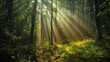 Morning light streams beautifully through the dense foliage of a serene forest, creating a tranquil and picturesque scene