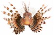 A lionfish with its venomous spines extended, isolated on white
