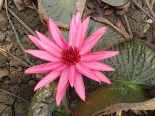 Sticker - close up of color lotus flowers growing outdoor