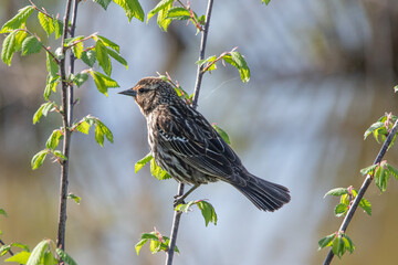 Wall Mural - Red Winged Blackbird