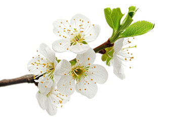 Sticker - PNG  Blossom of plum tree flower plant white.