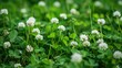 White clover within a field of green grass