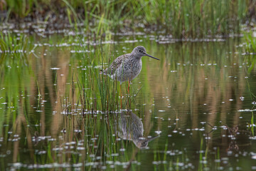 Wall Mural - Greater Yellowlegs