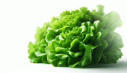 Sticker - Lettuce Vegetable