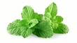 Mint leaves fresh green aromatic scent isolated white background