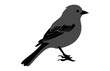 Southern grey shrike bird Silhouette Vector art, A Shrike Bird black Silhouette Clipart