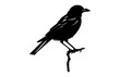 Southern grey shrike bird Silhouette Vector art, A Shrike Bird black Silhouette Clipart