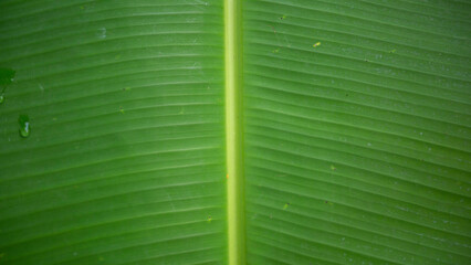 Wall Mural - Green banana leaf texture for background. 