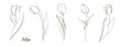 © kateluck71 - Vector tulip flower with stem and floral line art illustration, graphic line art tulip. Elegant line botanical illustration. Great for any designs, textile, art, walls, package