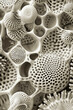 Detailed pollen grains under electron microscope intricate surface patterns