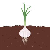 Fototapeta  - Garlic growing in soil. Vector cartoon flat illustration of garden vegetable.
