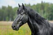 Black Percheron Gelding Horse Portrait on Summer Pasture - Beautiful and Majestic Draught Horse