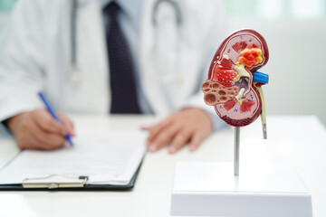 Chronic kidney disease, doctor with model for treatment urinary system, urology, Estimated glomerular filtration rate eGFR.