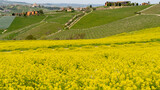 Fototapeta  - Amazing landscape of the vineyards of Langhe in Piemonte in Italy during spring time. The wine route. An Unesco World Heritage. Natural contest. Rows of vineyards with yellow rapeseed fields