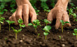 Conservation efforts with a photo of hands planting seedlings in fertile soil against a plain, earth-toned background.