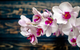 Fototapeta  - A branch of purple orchids on a brown wooden background
