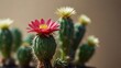cute little cactus with copyspace