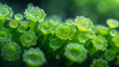 A close-up of a green leaf glistening with morning dew