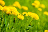 Fototapeta  - Yellow dandelions blooming on grass background
