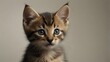 closeup cute kitten portrait