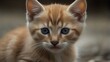 closeup cute kitten portrait