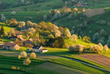 Poster - Spring landscape with blossom trees on a green meadows. Fresh country in Hrinova, Podpolanie region Slovakia, Europe.